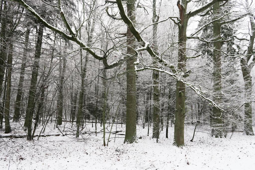 Białowieża Cztery Pory Rokuゲストハウス エクステリア 写真