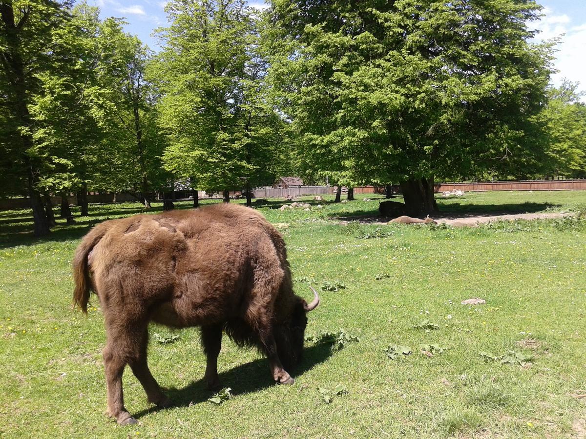 Białowieża Cztery Pory Rokuゲストハウス エクステリア 写真