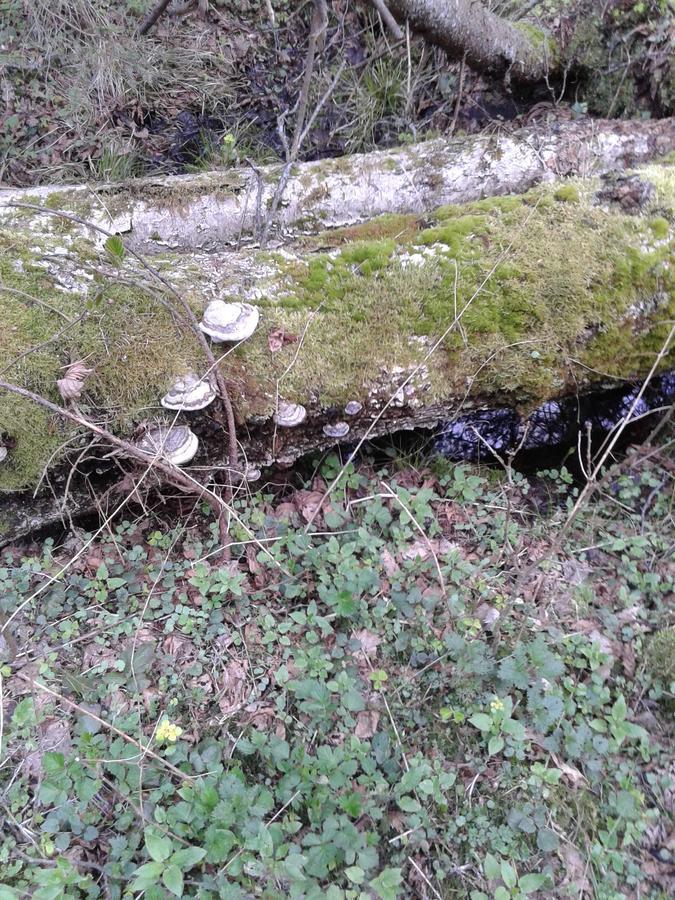 Białowieża Cztery Pory Rokuゲストハウス エクステリア 写真