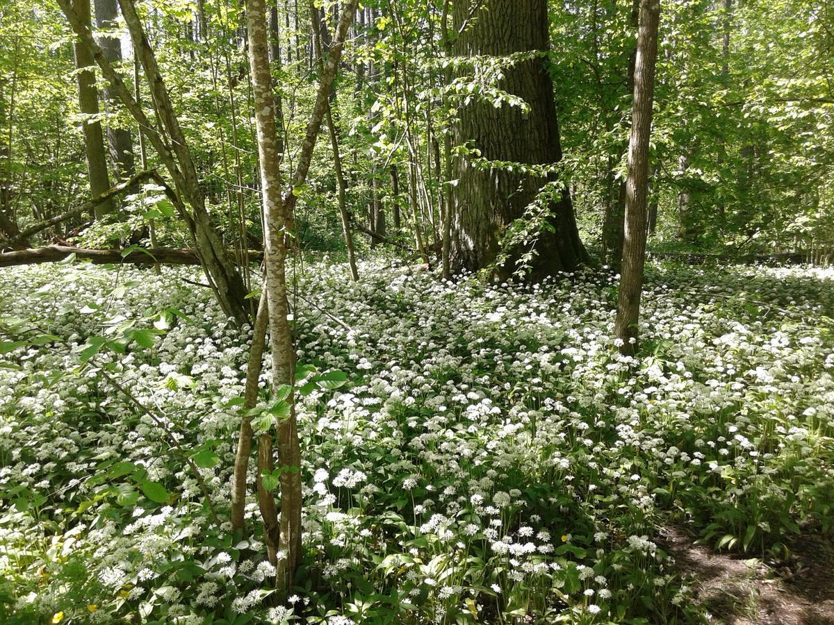 Białowieża Cztery Pory Rokuゲストハウス エクステリア 写真