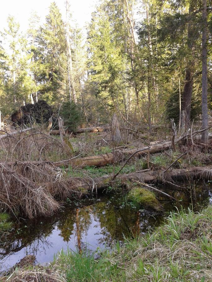 Białowieża Cztery Pory Rokuゲストハウス エクステリア 写真